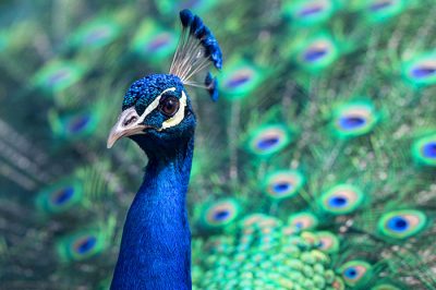 Peacock